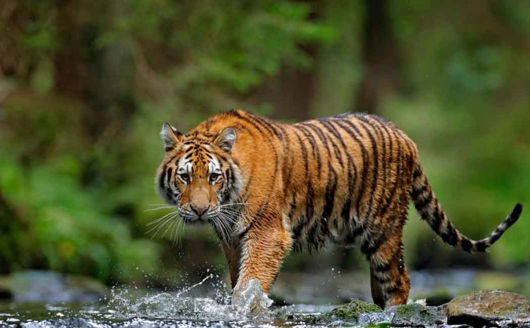 Order to Nilgiri tiger issue ..! High Court to hear Uttar Pradesh petition tomorrow