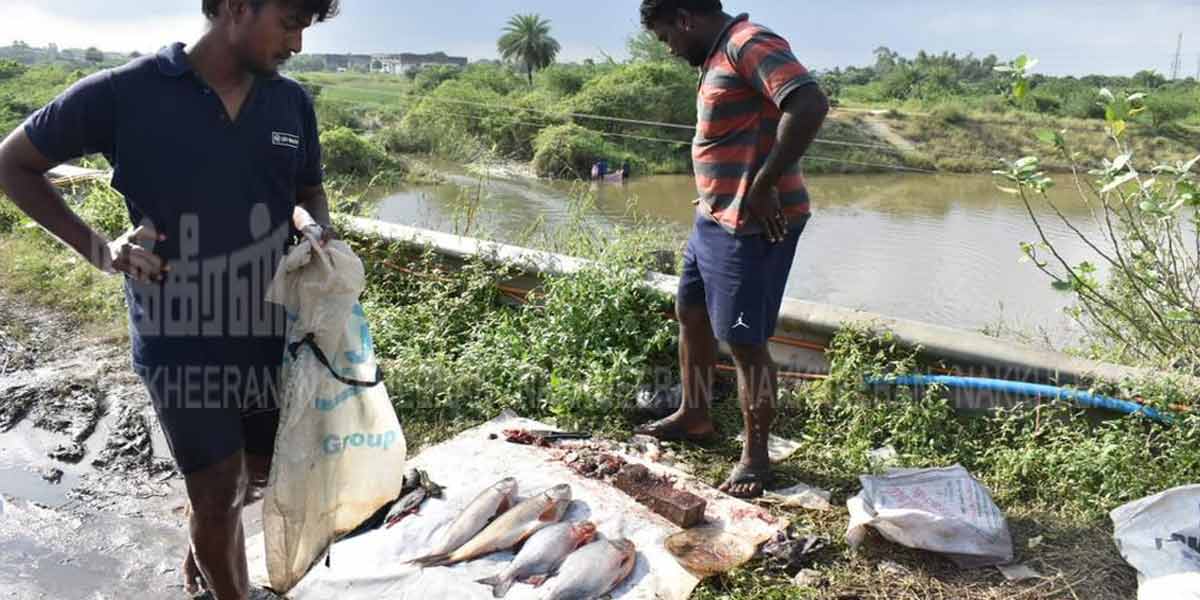 lake fish in kanjipuram