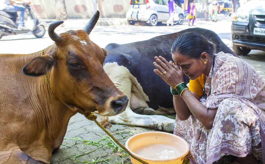 madhyapradesh goverment plans to levy gaumata tax