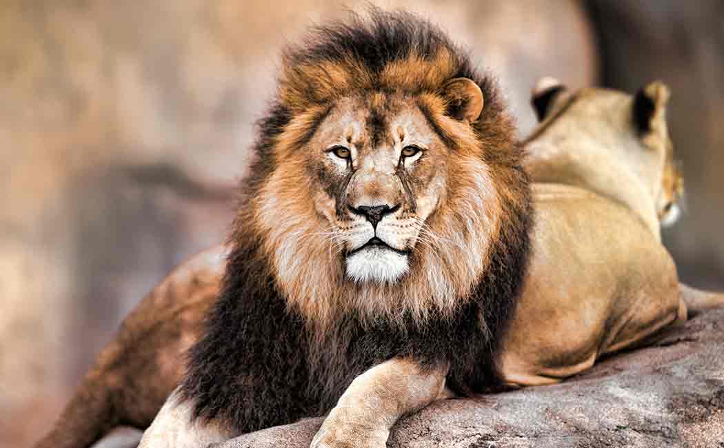 lion bones seized at johannesberg airport