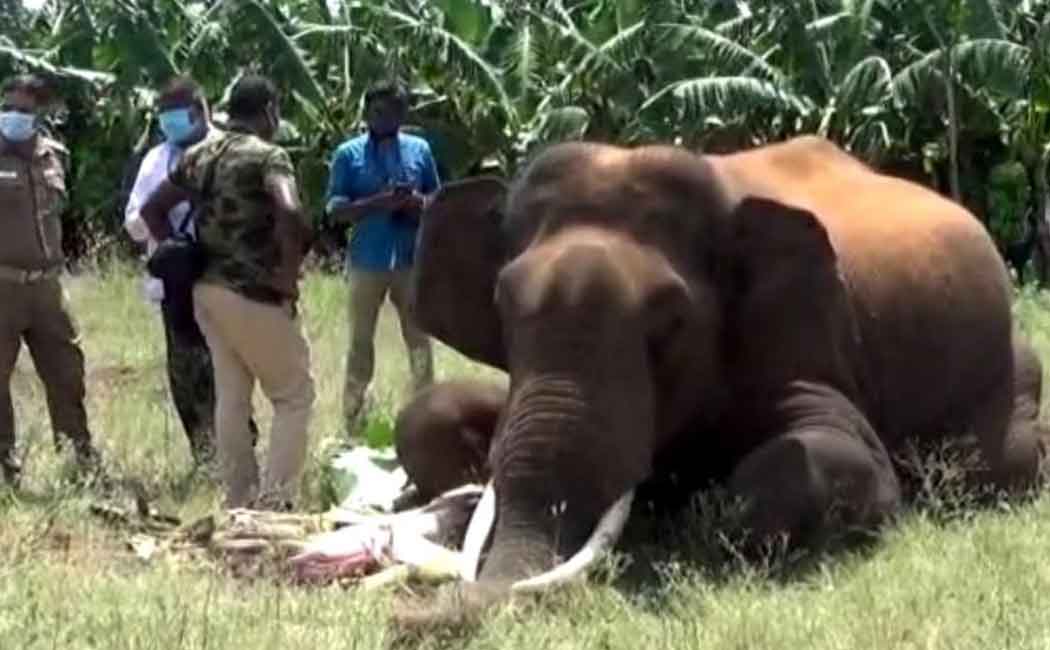 High voltage electricity in the safety fence; Death of elephants in the hills