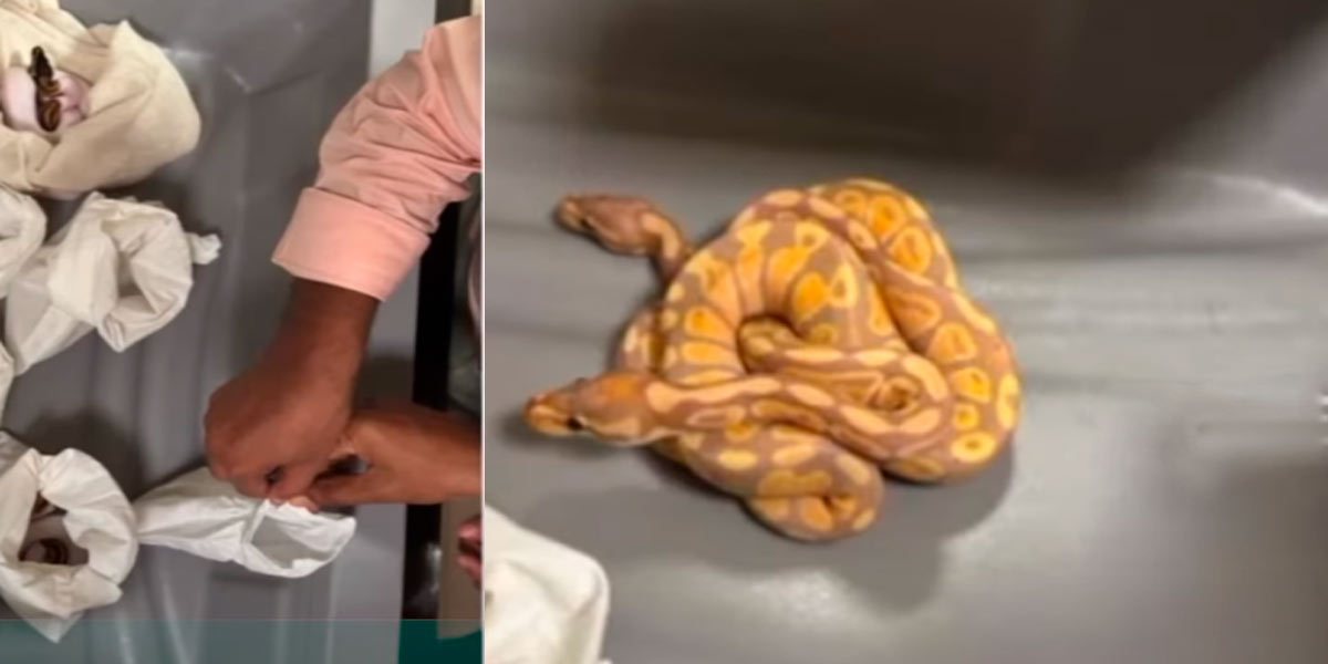 Baby snakes smuggled from Thailand; One arrested