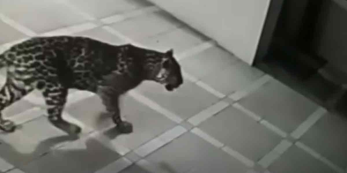 The tiger who sneaked into the hotel ... Shocked by the CCTV footage!