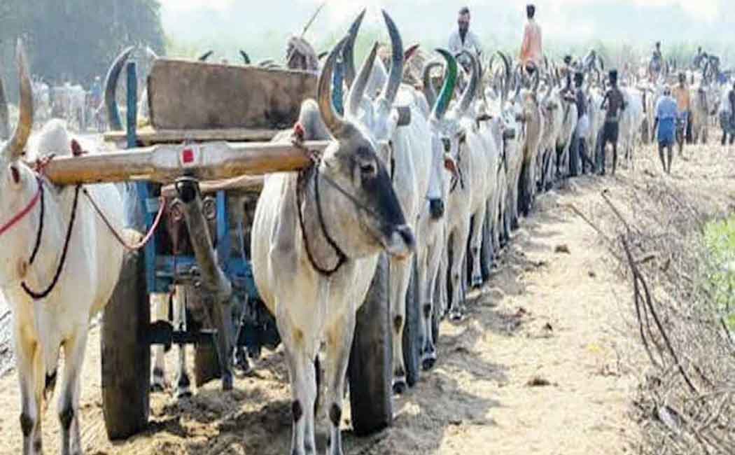 Cattle cart workers engaged in a waiting struggle on the Kollidam river