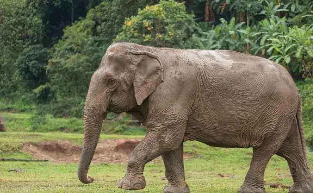 Elephants enchanted by the taste of carrots and beetroot; Farmers are worried because they continue to camp!