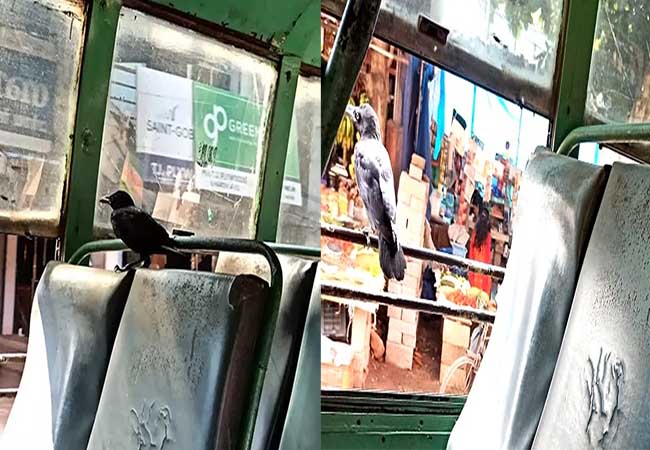 The crow who traveled in the bus with the passengers!