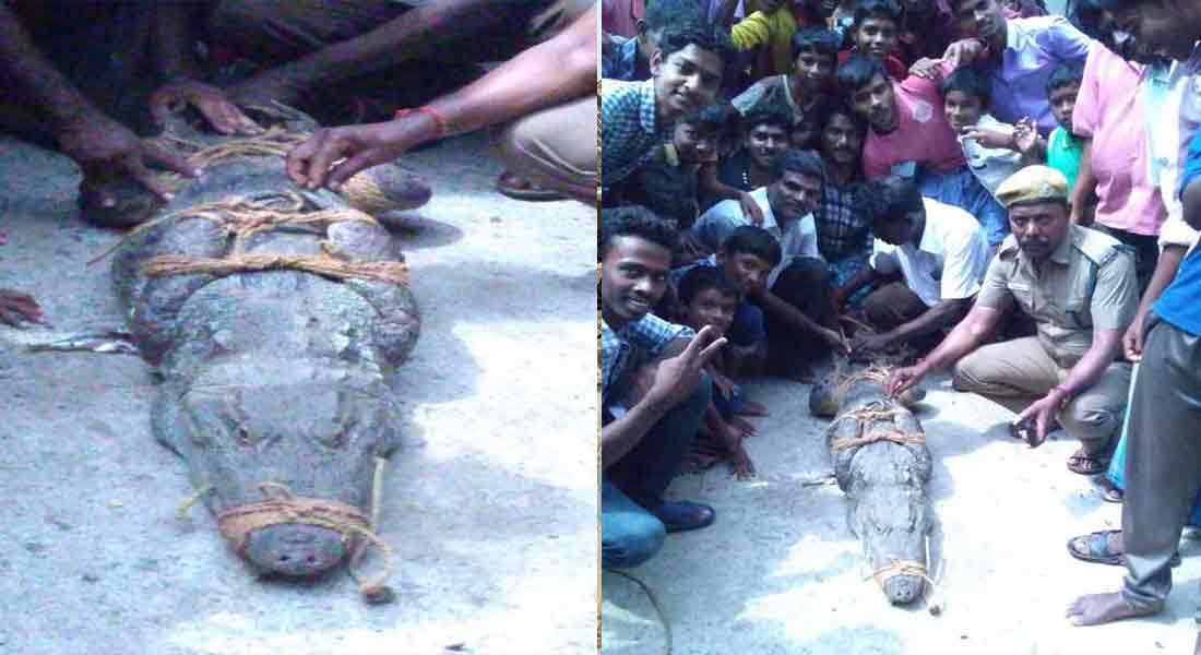 Chidambaram area villages that become a tent of crocodiles