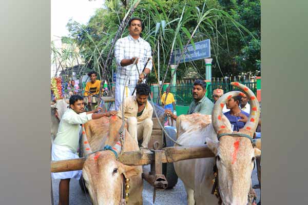Vellore district collector with bullock cart during Pongal celebration