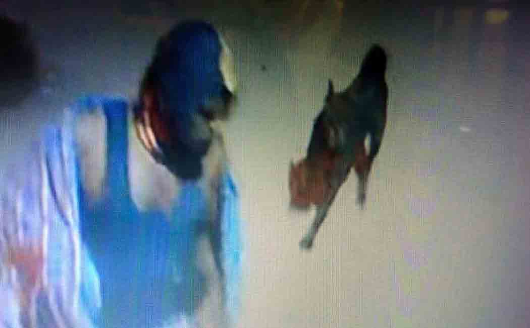 The dogs chased away the robbers!