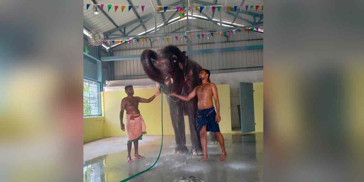 Andal temple female elephant in Kushi Mood by bath!