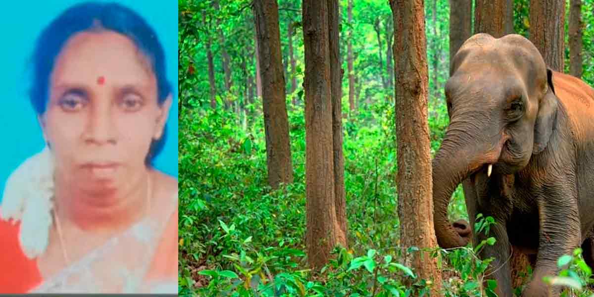 Female rubber plantation worker lost their live after being attacked by an elephant