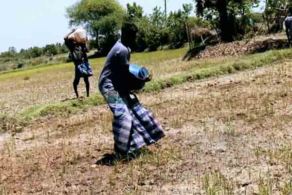 Delta farmers who pour water to their distressed crops