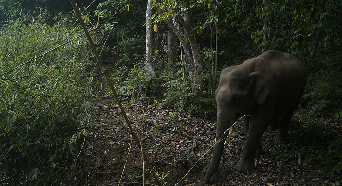 elephant