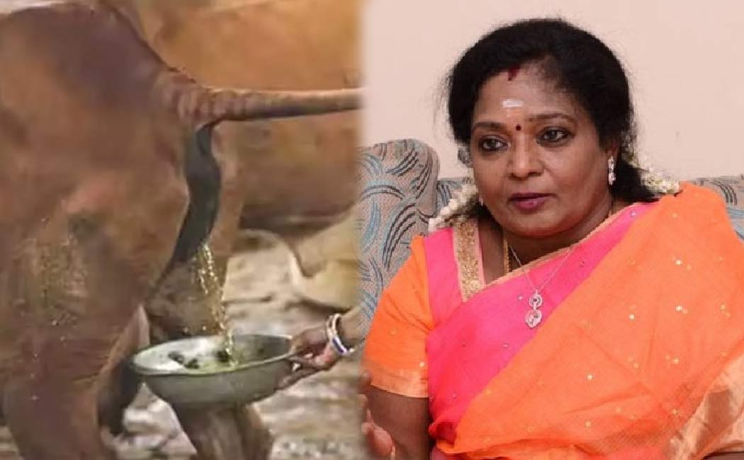 cow urine is scientifically nectar says Tamilisai