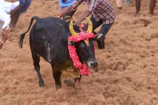 Ex. Minister Vijayabaskar's bull passes away