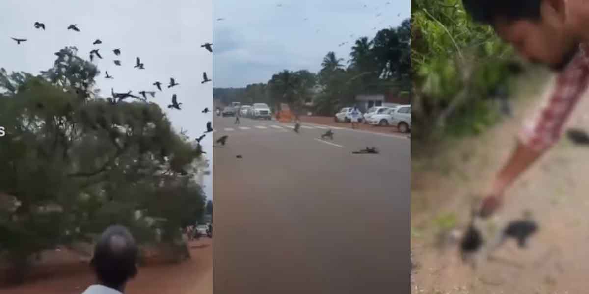 JCB driver arrested by birds viral video!