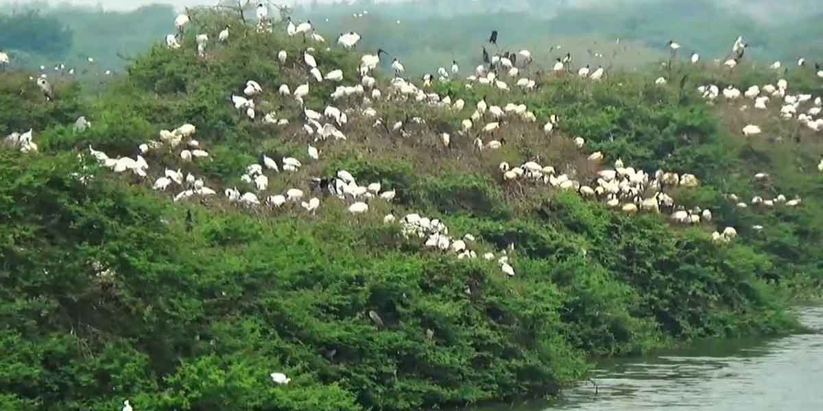 Millions of exotic birds; Vaduvoor Bird Sanctuary without tourists!