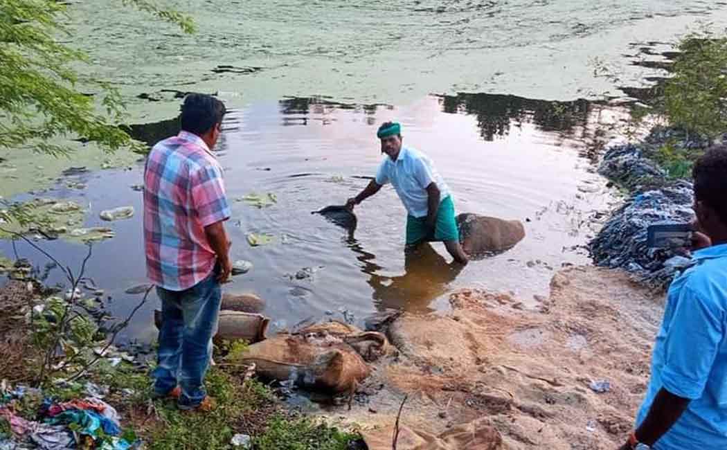Bundle of rice dumped in the sewer pond!