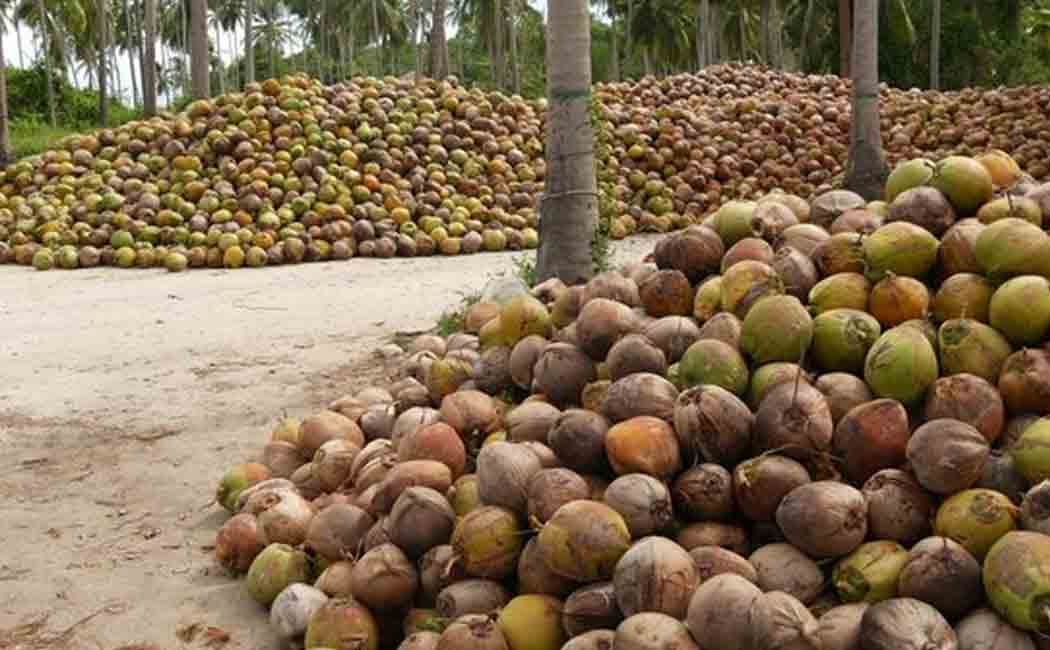 Increase in yield...Coconut fell by Rs 2000 per ton!