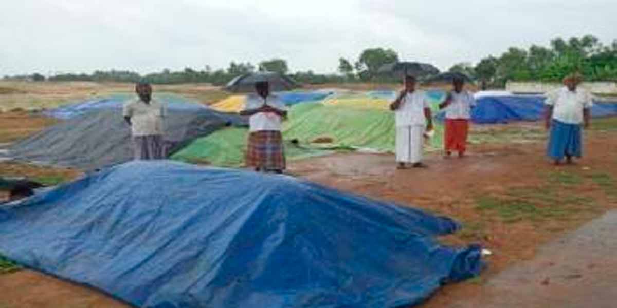 'We have been protected by tarpaulin for 20 days; who will tell us'- Melur farmers' agony