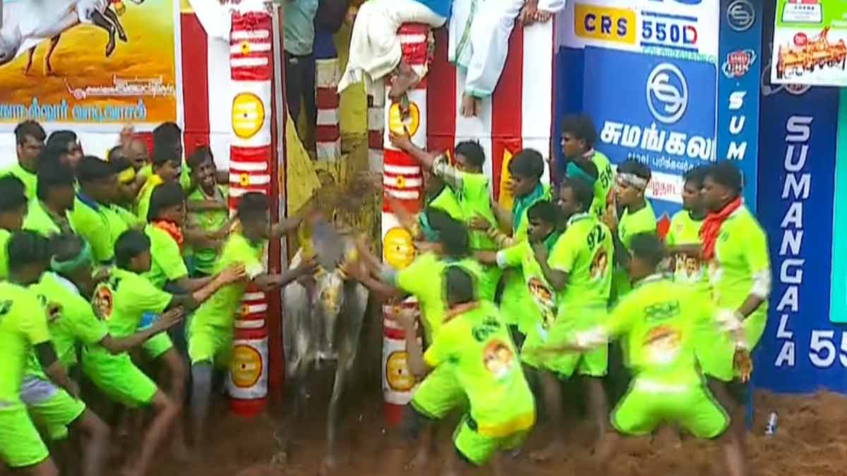 Alankanallur jallikattu; first round completed