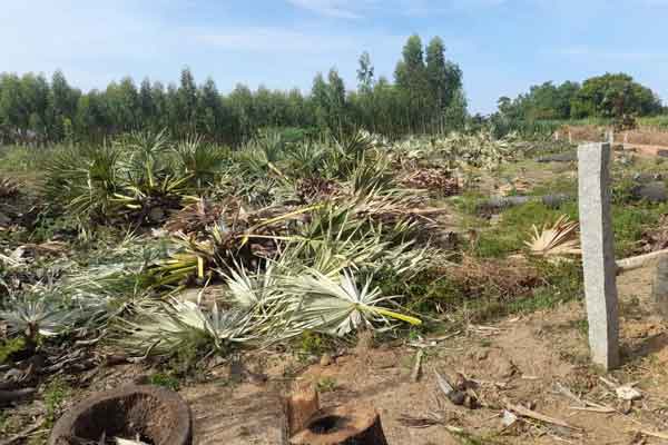 Palm trees cut down without permission