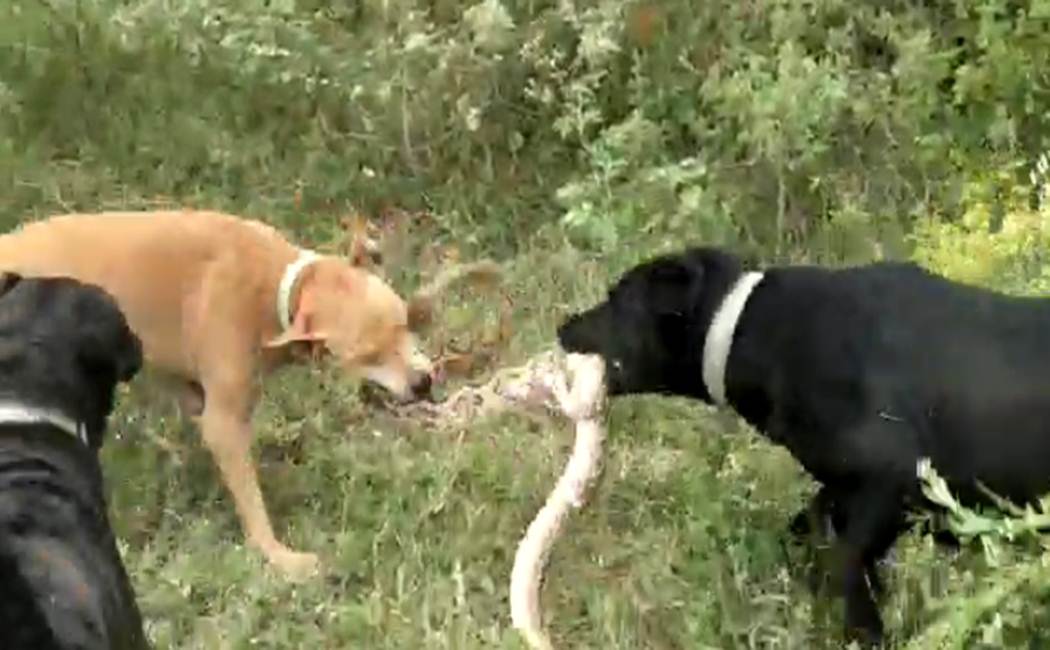 coimbatore incident - dogs killed a snake
