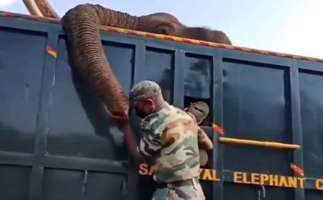 elephant
