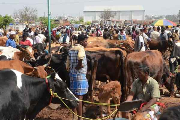The weed cattle business became dull ...