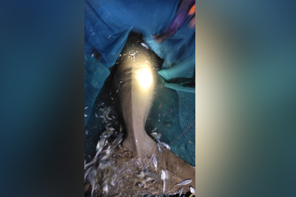 fishermen who released 800 kg sea cow caught in net back into sea