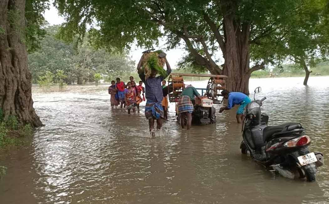 Crops submerged by rain floods! Impact on natural life in Cuddalore!