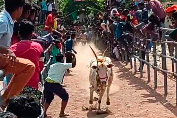 141 bulls participate in the bull-riding festival at Panamadangi