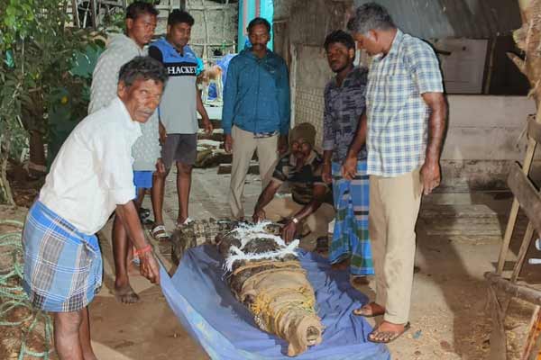 Giant crocodile enters home garden