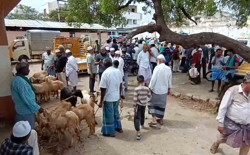 Bakrit festival; Pallapatti Goat Market!