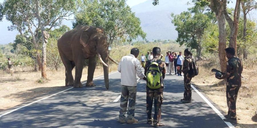'Rivaldo' elephant in masinakudi