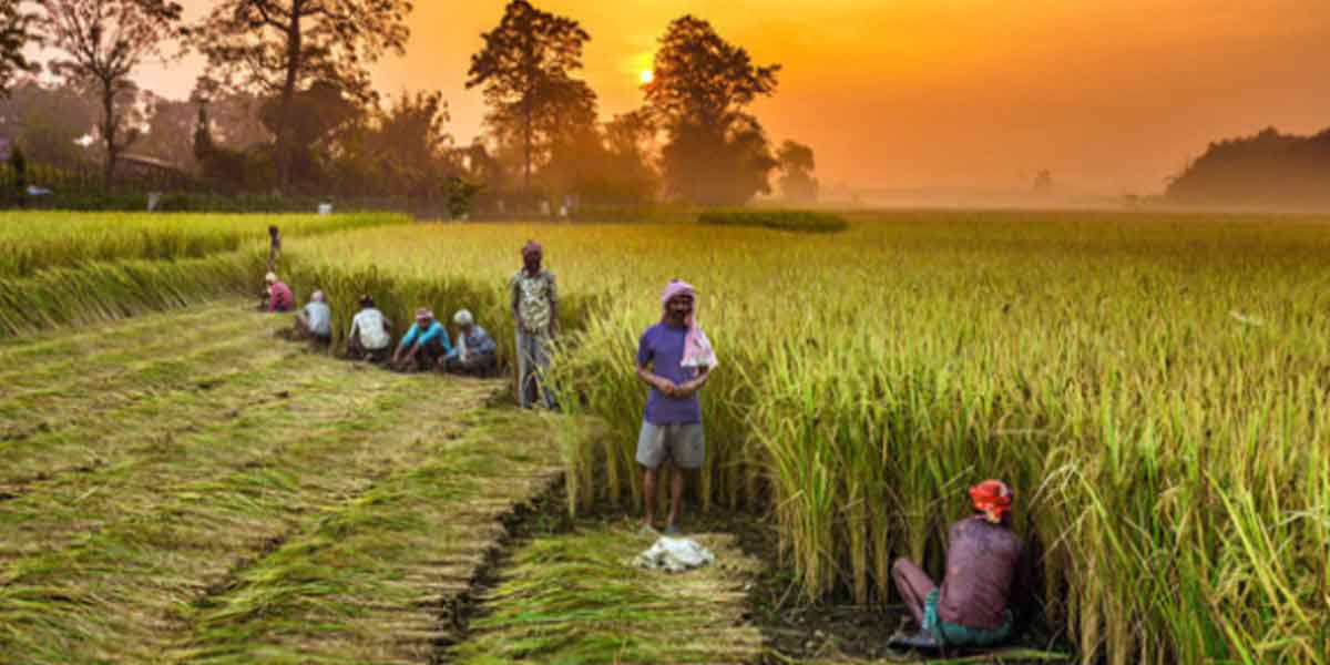 Why lease the market to sell farmers' produce? -High Court question!
