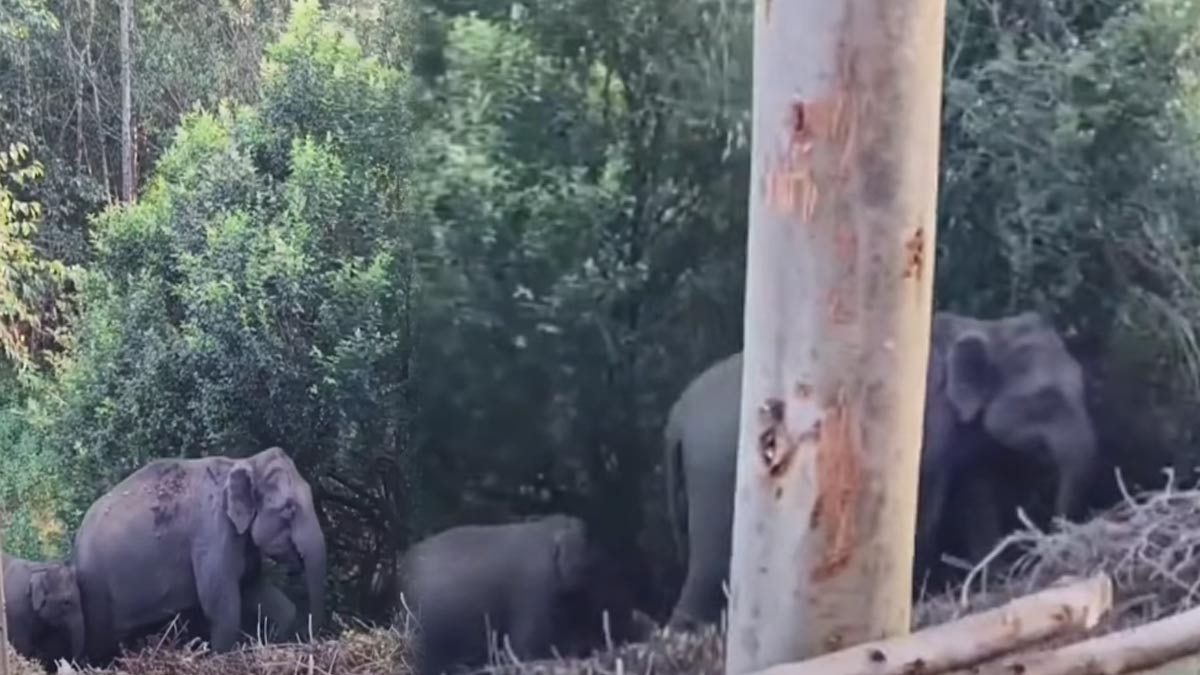 'Padayappa' invades school; Wild elephants show fear during public exams