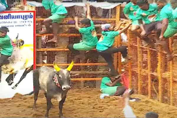 The Incident happened to the cowherd at Avaniyapuram Jallikattu