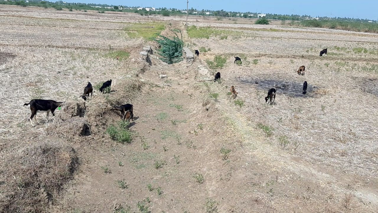 Delta in the clutches of the drought; Cattle without water; Farmers in worry !!