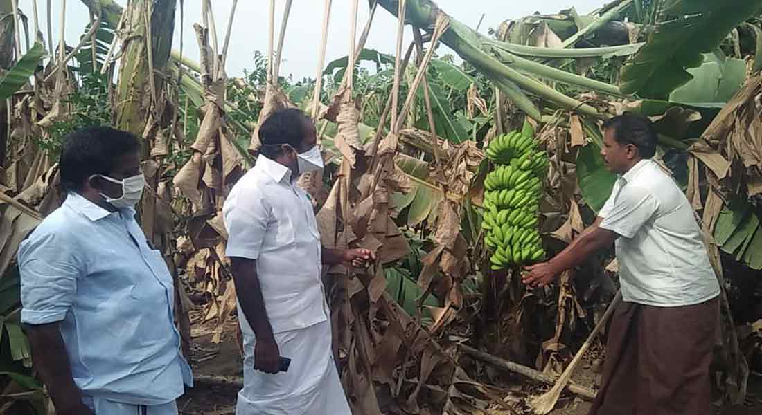 Damage to trees in the hurricane ... MLA's demand for relief