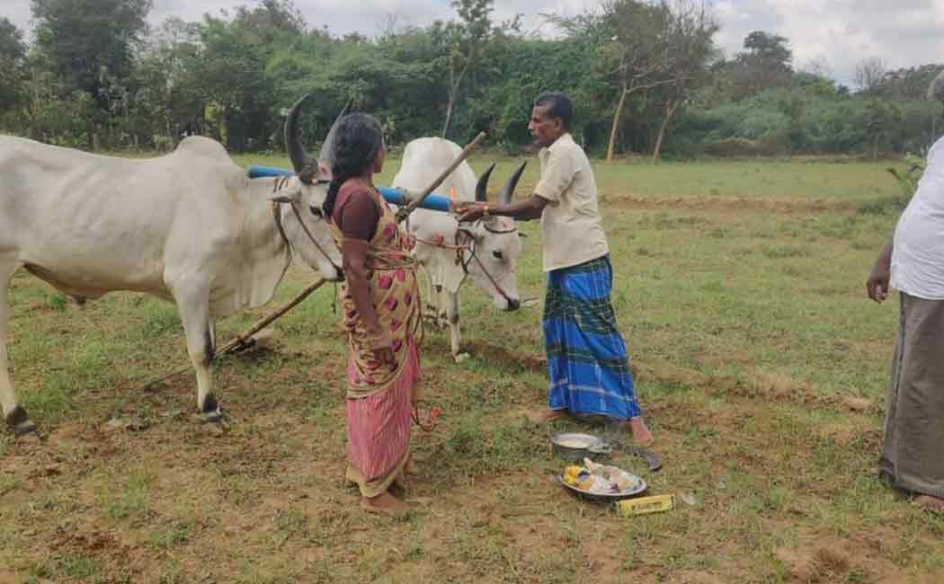 Chithra month puthukottai farmers celebration