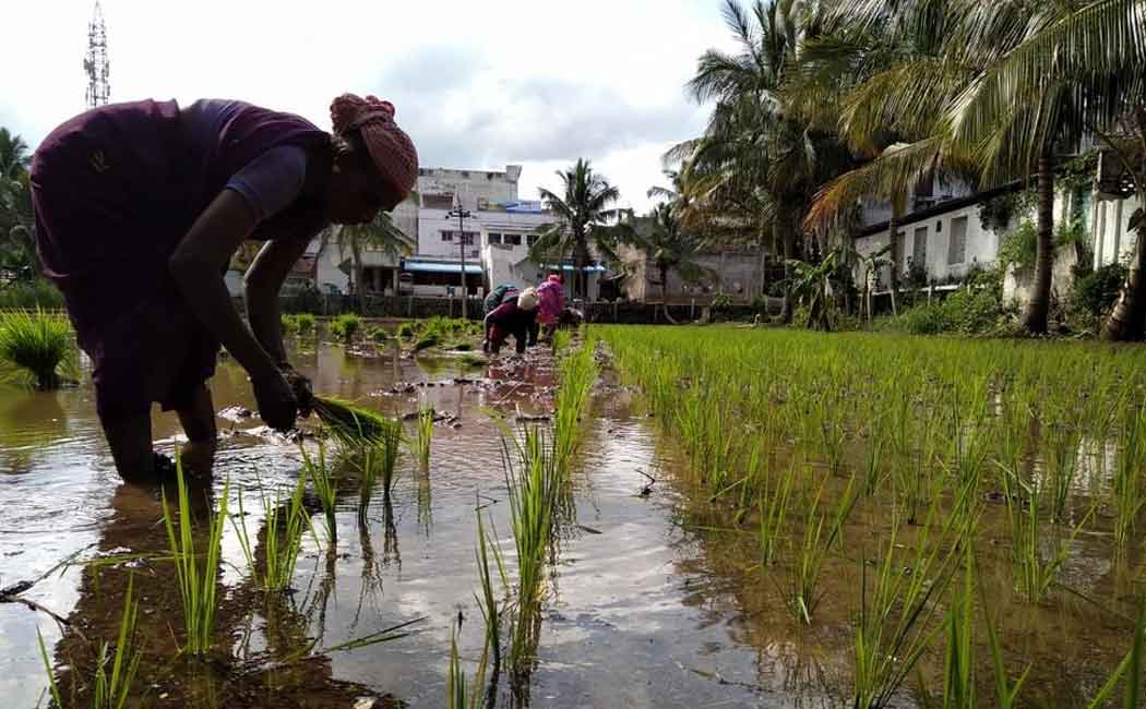 333 crore rupees crop loan for 58 thousand farmers!