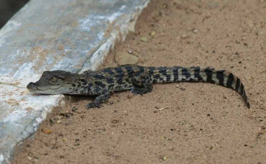 The crocodile in the Trichy river!