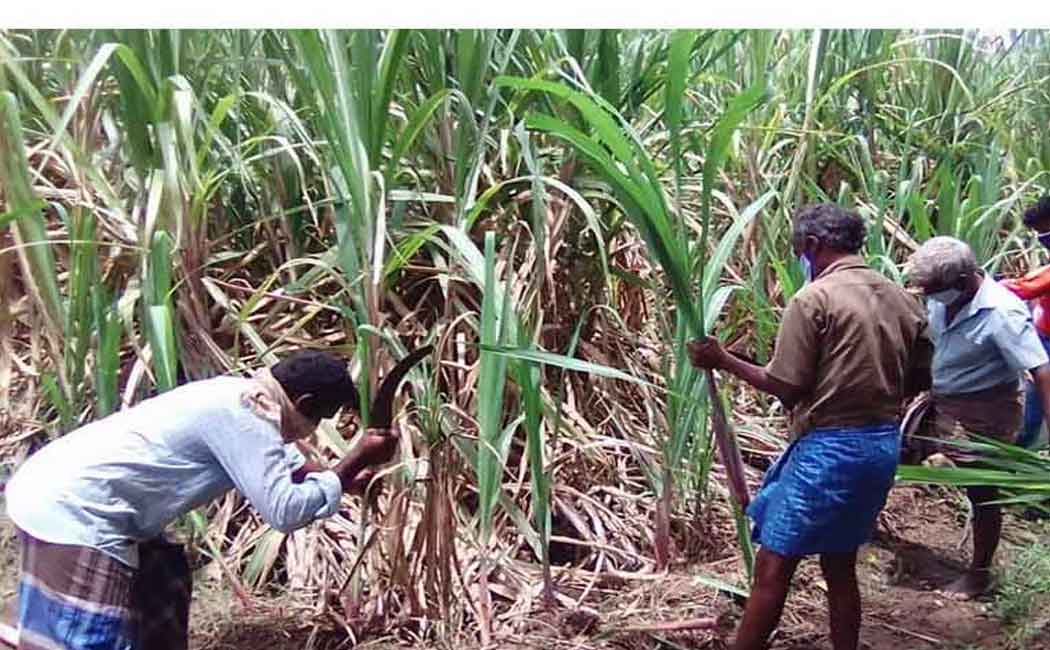Resolutions passed by the Sugarcane Farmers Association Federation