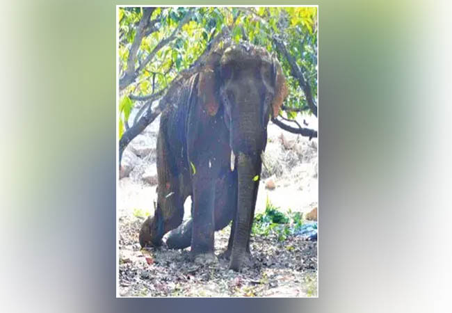 krishnagiri district elephant incident doctors and forest officers