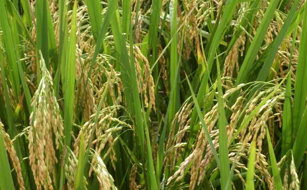 Crop insurance should be provided .. - CPI (ML) Venkatesh