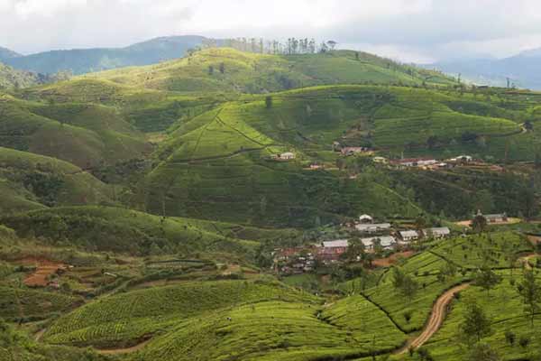 cannabis rampant in Yelagiri Hills