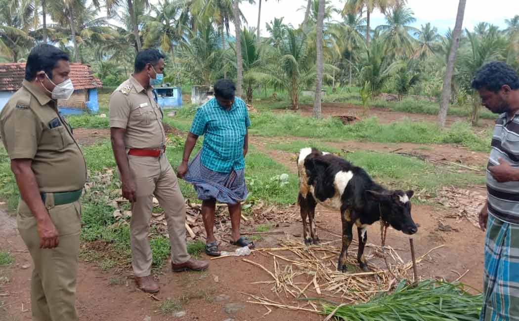The public who insists on capturing the leopard that escaped after attacking the calf