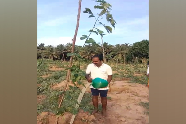 minister poured water on the saplings