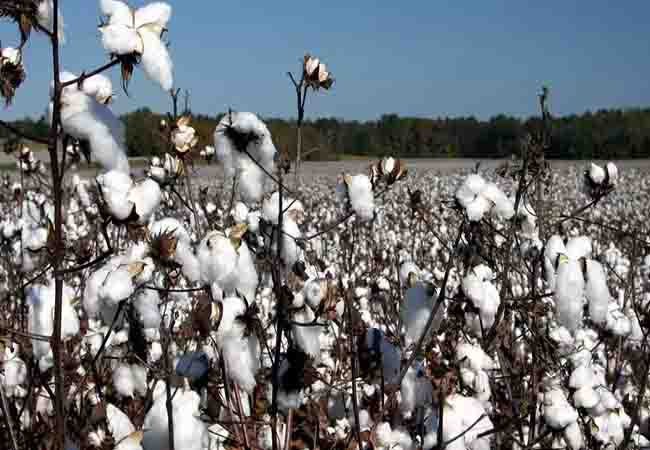 Complete abolition of customs duty on cotton imports!